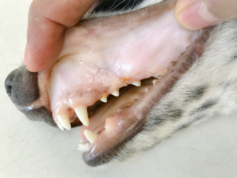 Schwarzes Zahnfleisch beim Hund 5 Gründe & Erklärungen