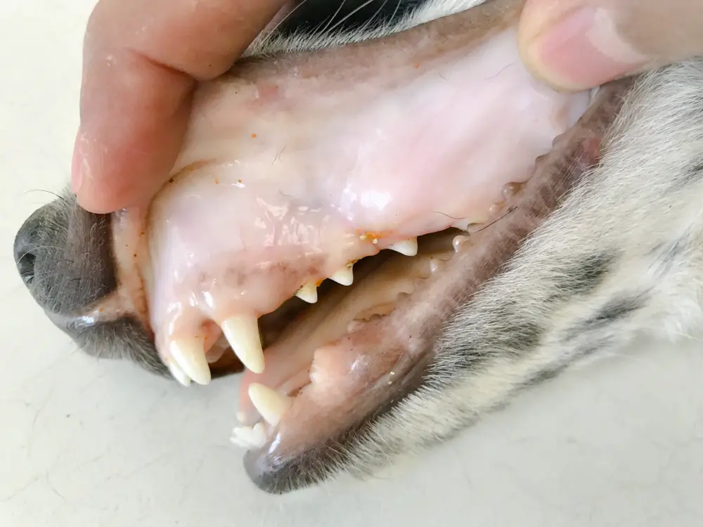 weißes Zahnfleisch beim Hund