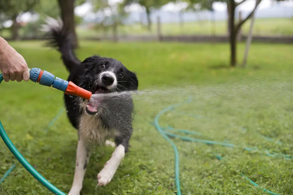 Hund spielt mit dem Wasserschlauch im Garten