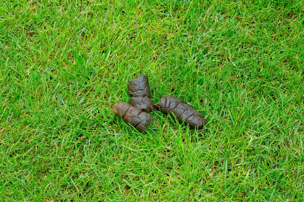 Hundekot auf dem Rasen