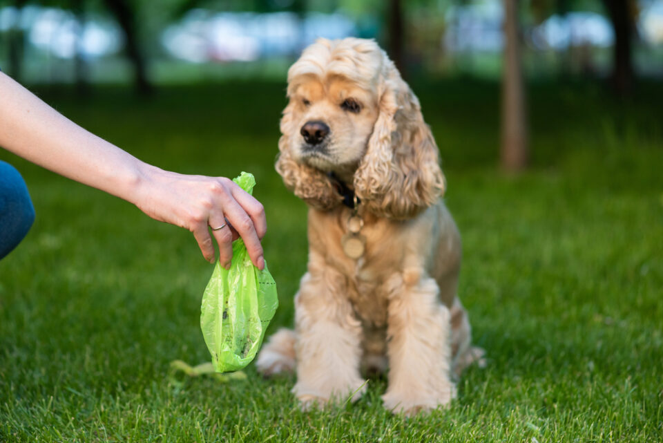 Hund soll nicht in den Garten machen [8 Tipps]