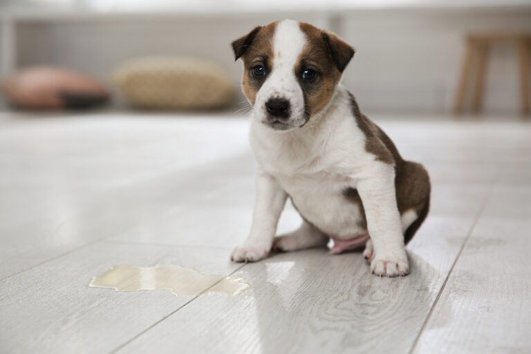 45+ Mieter Lässt Hund Immer In Den Garten Machen, Immerhin steht