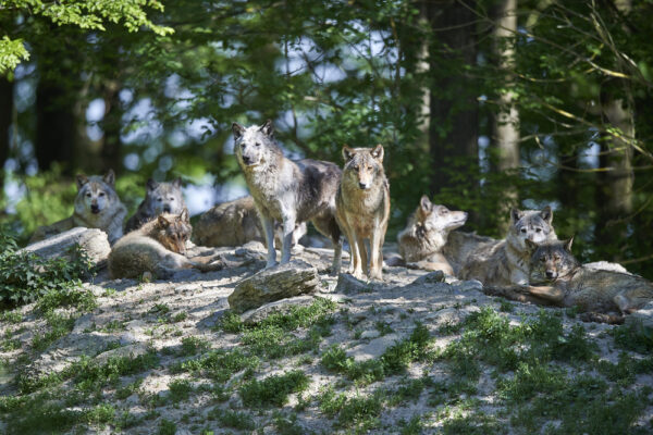39+ Darf Der Hund In Den Garten Machen, Lehn dich ganz entspannt