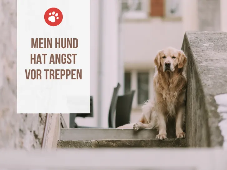 Mein Hund hat Angst vor Treppen – Was kann ich tun?