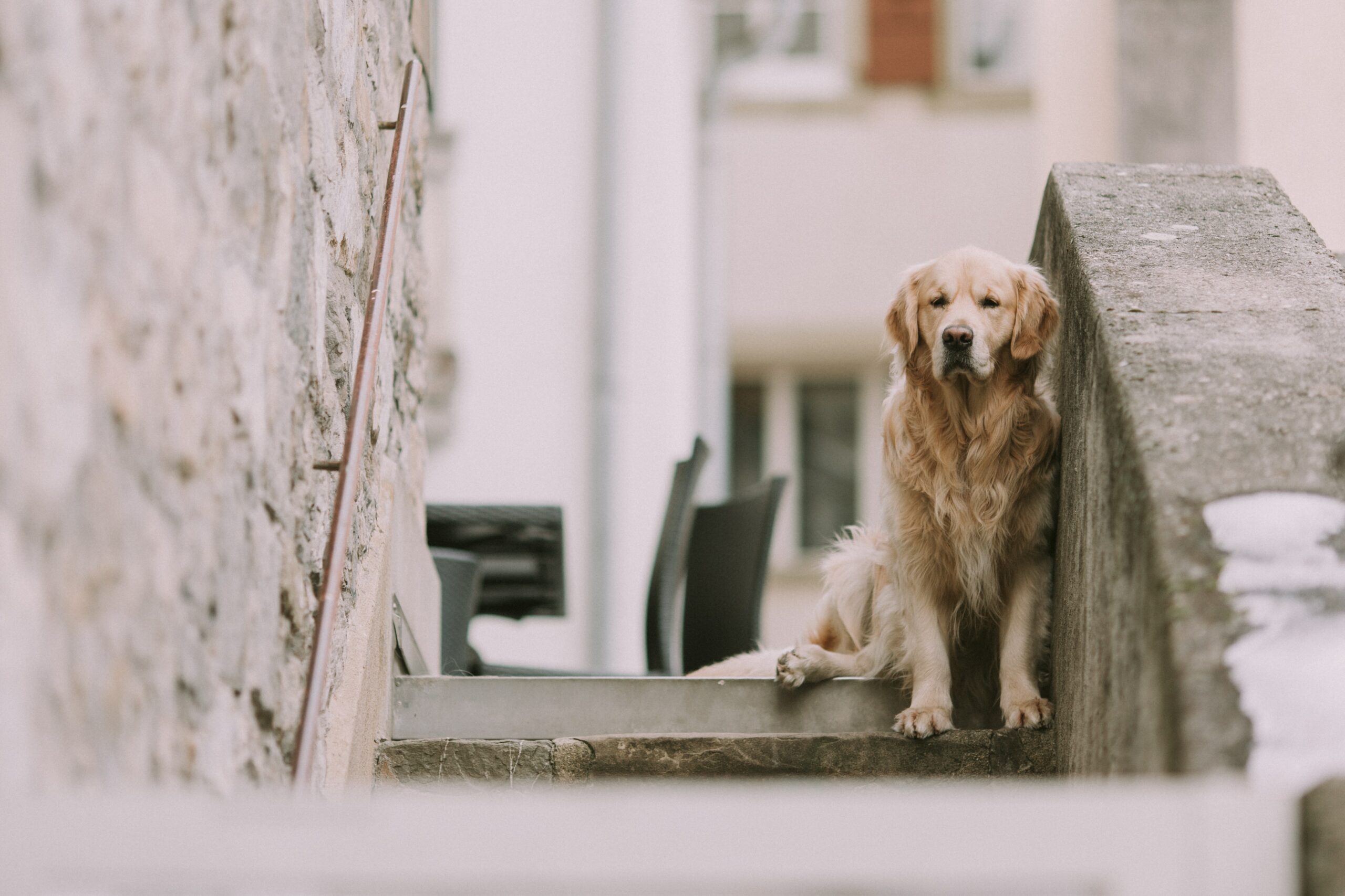 Mein Hund hat Angst vor Treppen – Was kann ich tun?