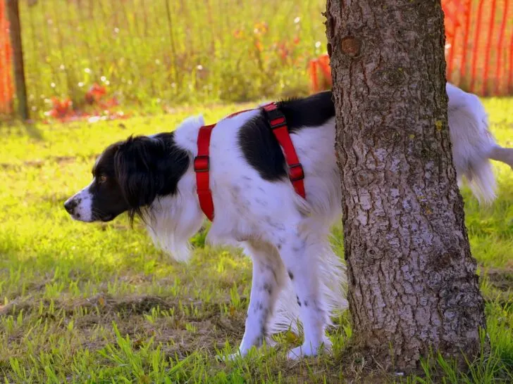 Mein Hund soll nicht in den Garten machen – 8 Tipps