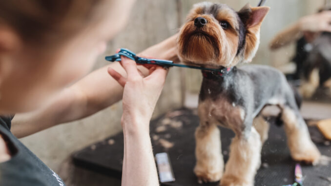 hundefriseur osnabrück