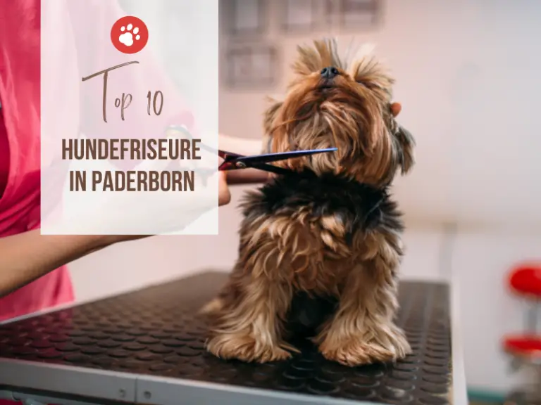 Die 10 besten Hundefriseure in Paderborn