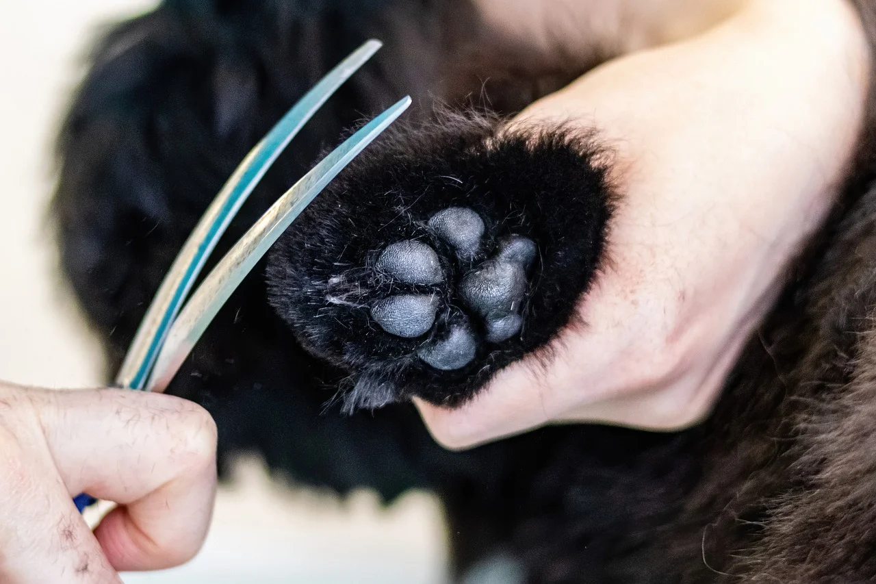 hundefriseur vechta