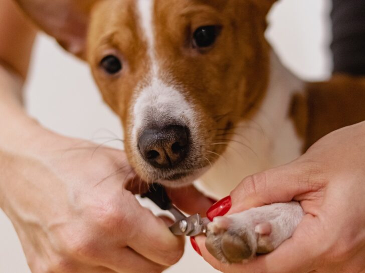 Die 10 besten Hundefriseure in Wilhelmshaven und Umgebung