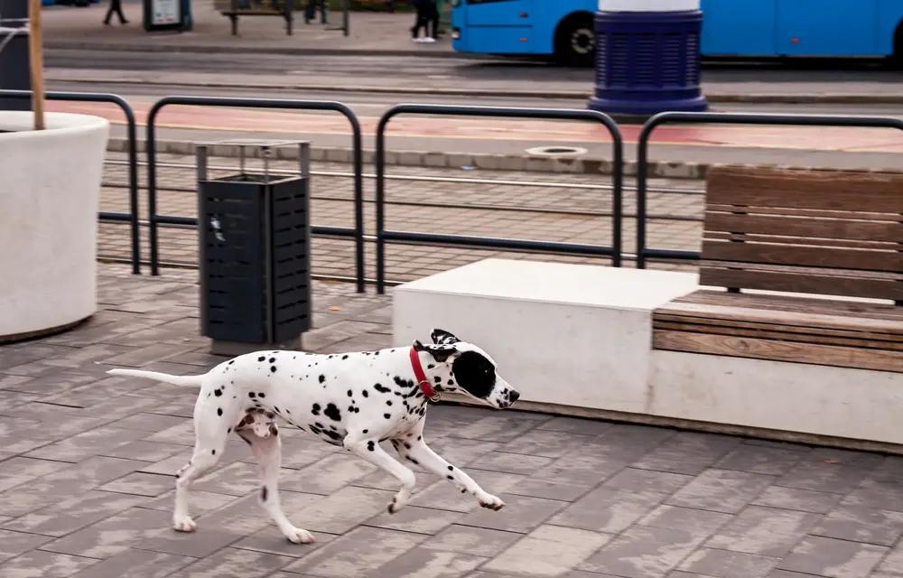 Dalmatiner läuft allein an der Straße entlang