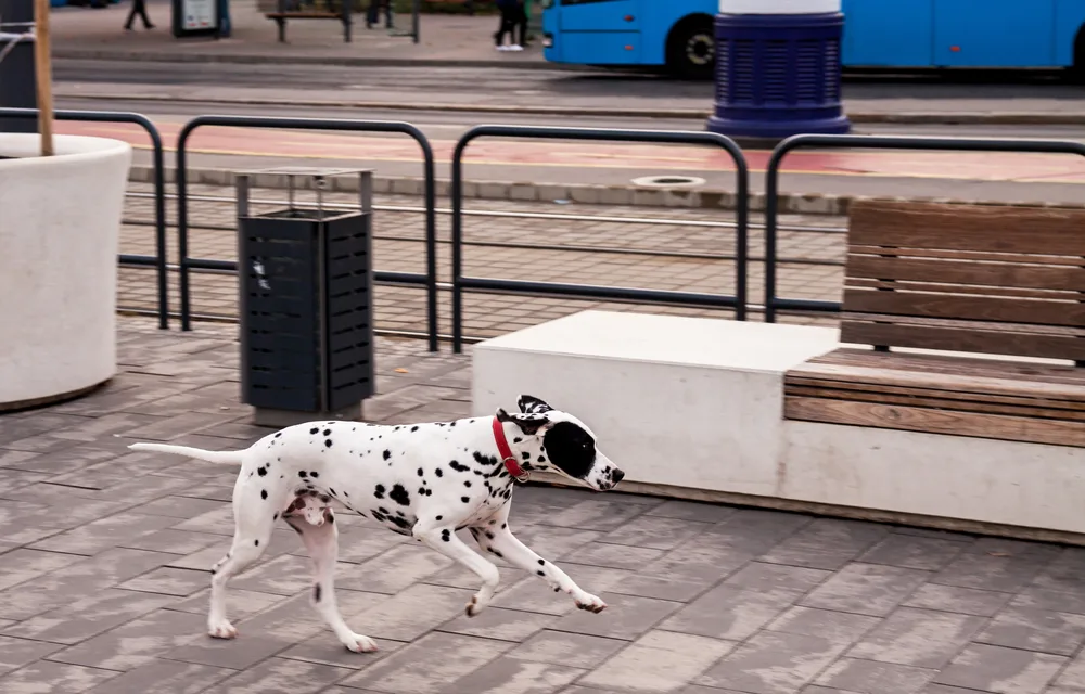 Dalmatiner läuft allein an der Straße entlang