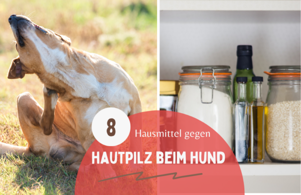 Hund Kolik Hausmittel