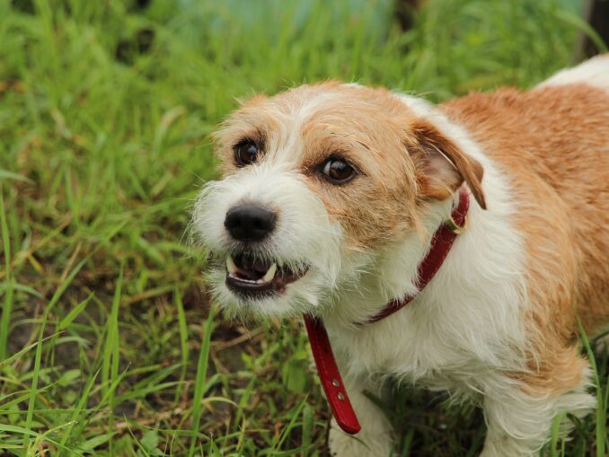 58+ Hund Bellt Am Zaun Rütter, Meistens fängt das bellen am zaun