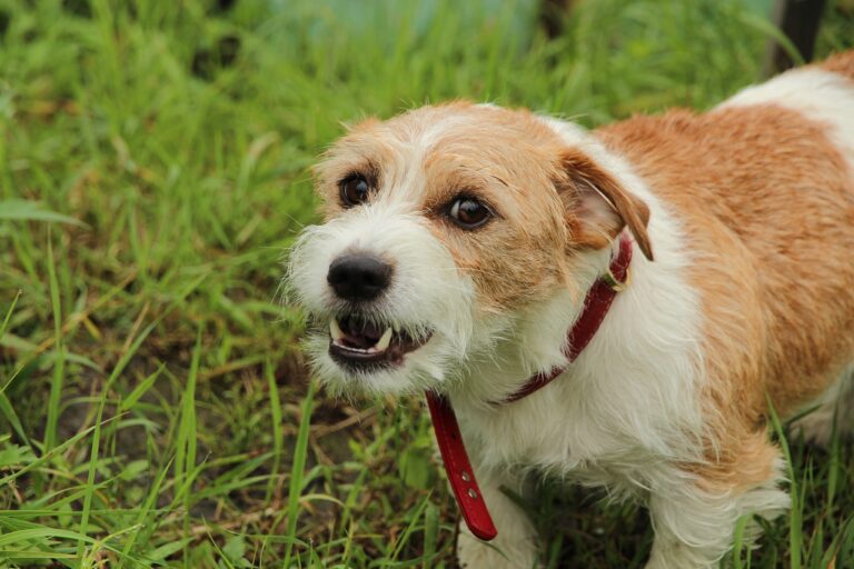 Hund Bellt Wenn Er Gerausche Im Treppenhaus Hort Mein Hund bellt, wenn jemand im Treppenhaus ist