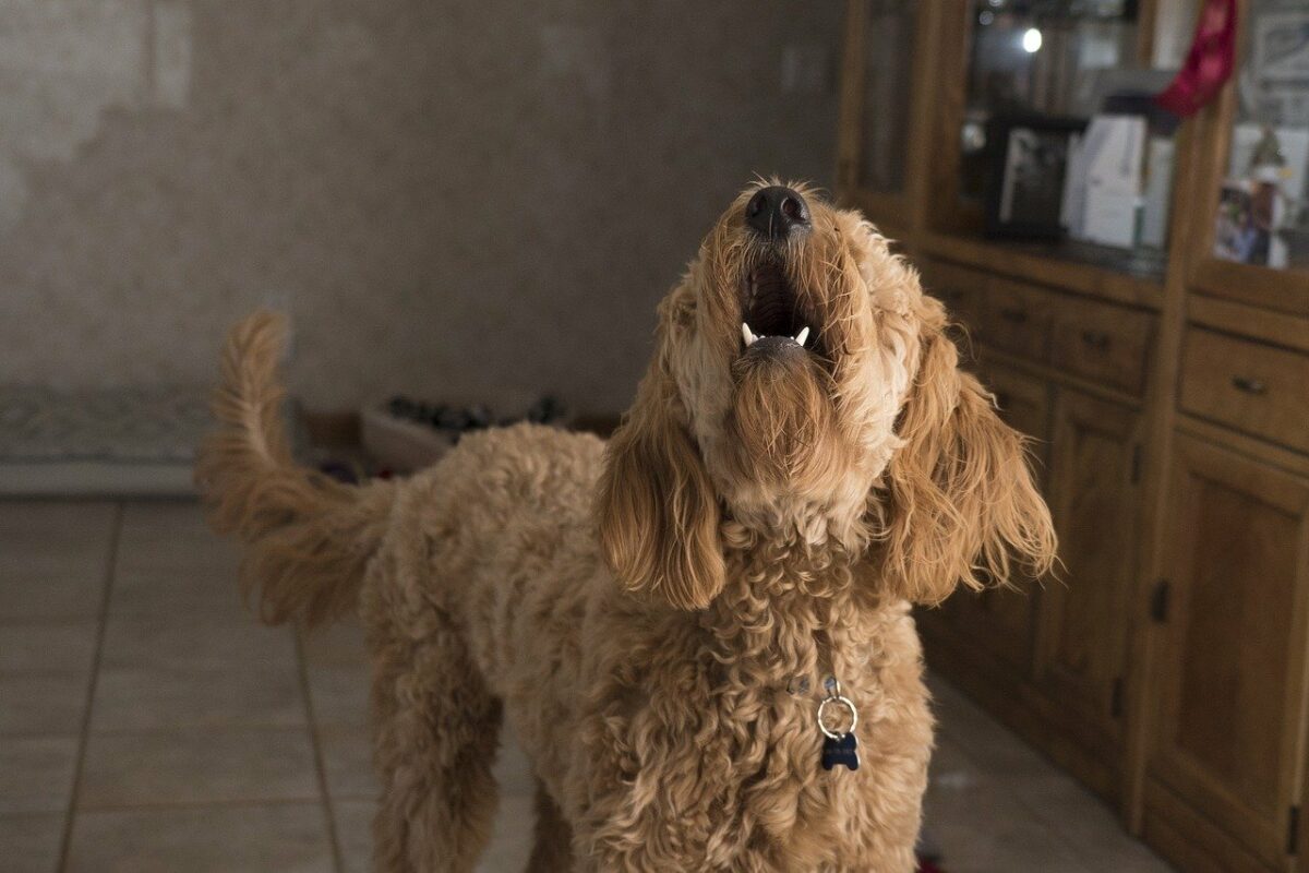 Mein Hund markiert in fremder Wohnung 5 Gründe und Tipps