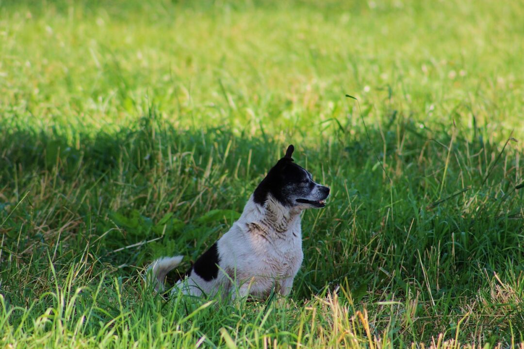 Fremder Hund Auf Grundstck