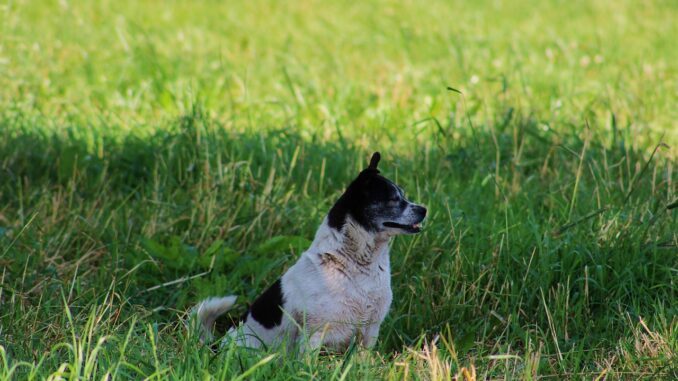 hund soll grundstück nicht verlassen