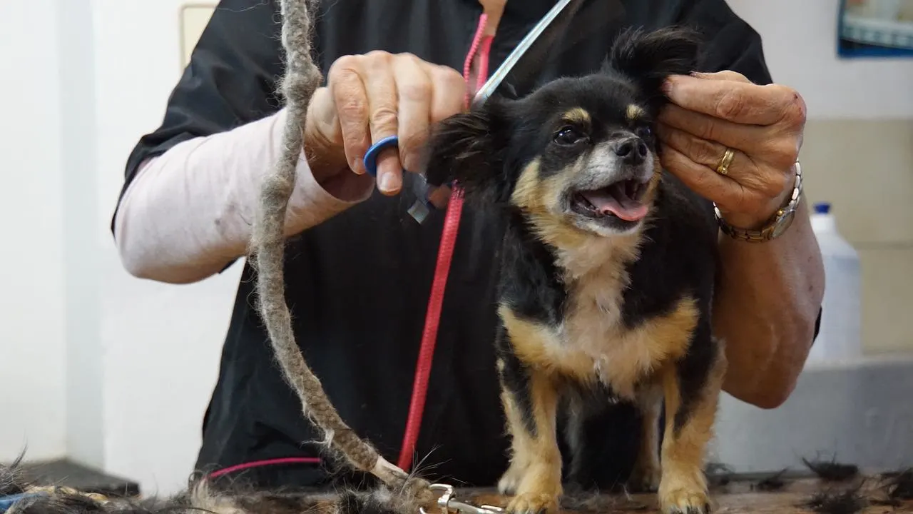 hundefriseur lippstadt