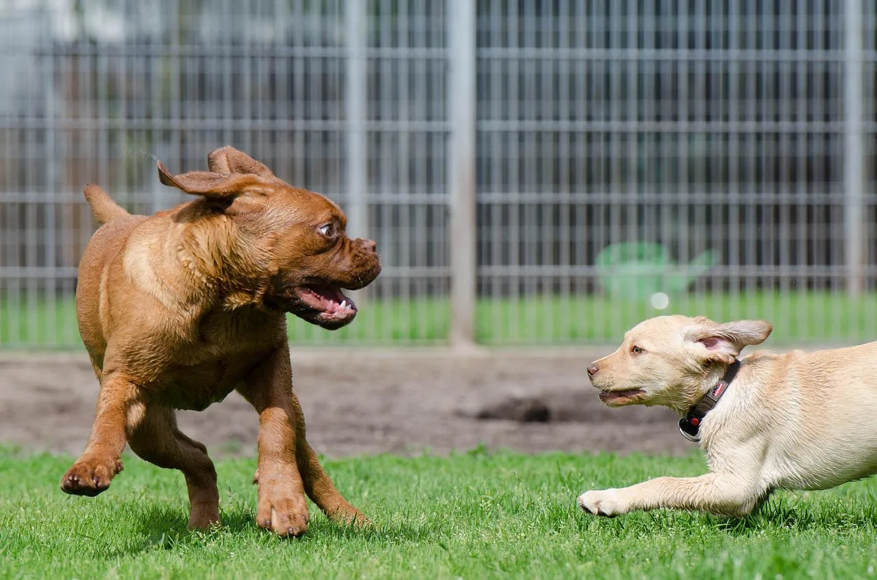 hundepension gütersloh