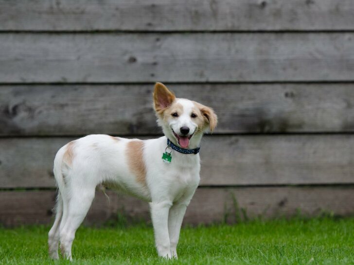 Die 8 besten Hundepensionen in Husum und Umgebung