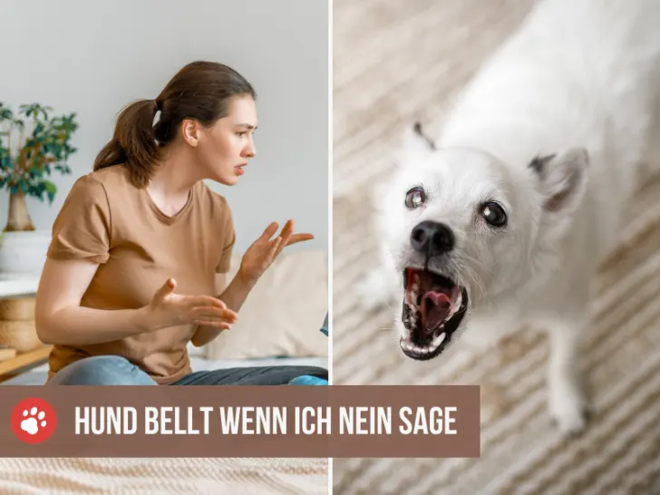 Mein Hund bellt mich an, wenn ich Nein sage – Diskussionen zwischen Hund und Mensch