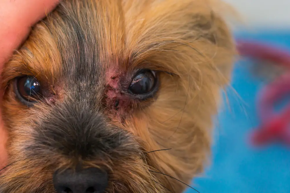 Hautpilz bei einem Yorkshire Terrier am Auge