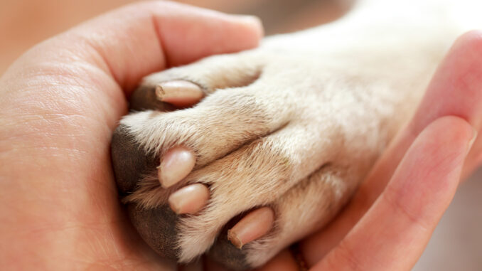 hautpilz vom hund auf mensch hautpilz vom hund auf mensch
