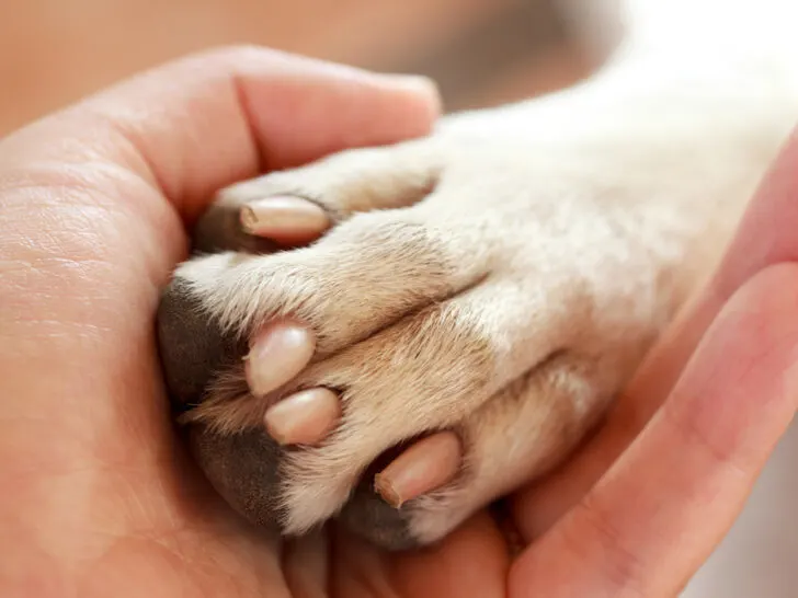 Kann Hautpilz vom Hund auf den Menschen übertragen werden?