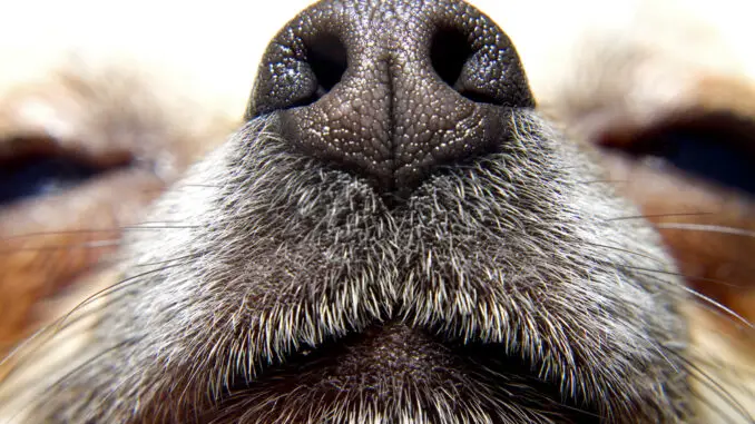 Hund hat Pilz auf dem Nasenrücken