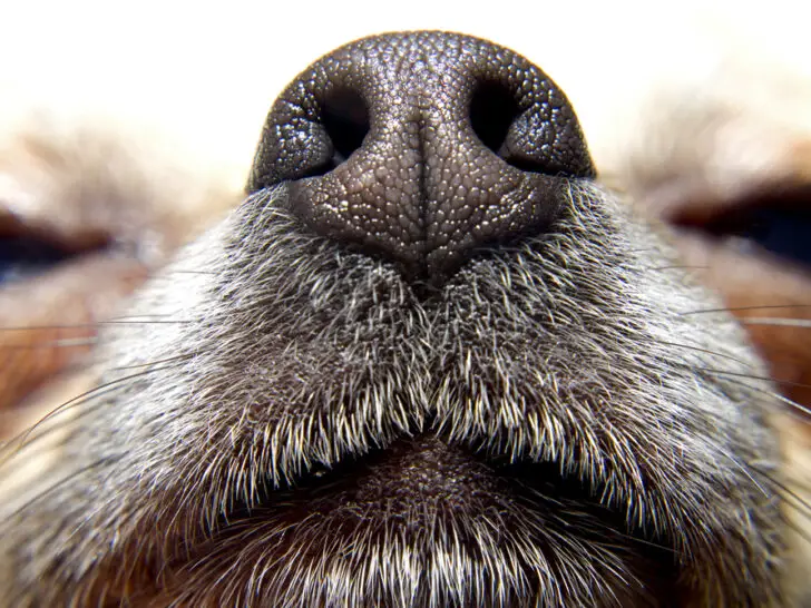 Hautpilz auf dem Nasenrücken: Wenn Hunde die Nase voll haben: