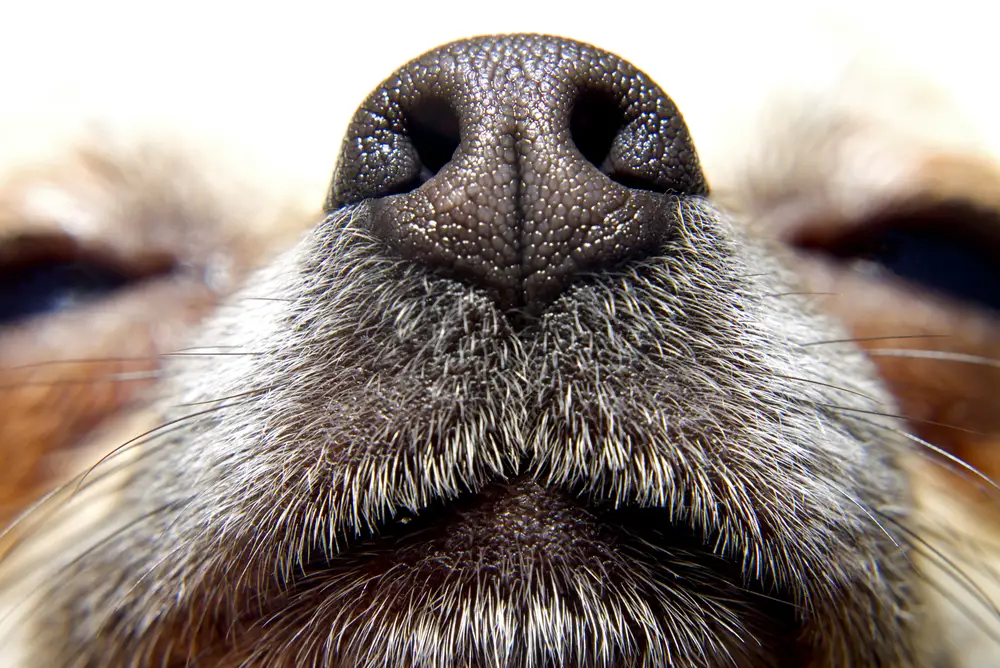 Hund hat Pilz auf dem Nasenrücken