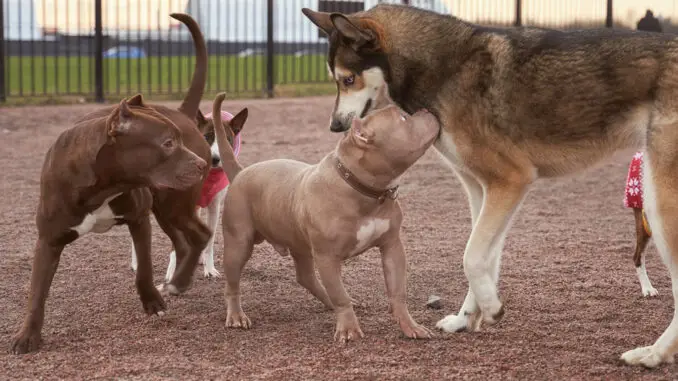 hunde spielen in der hundetagesstätte bielefeld
