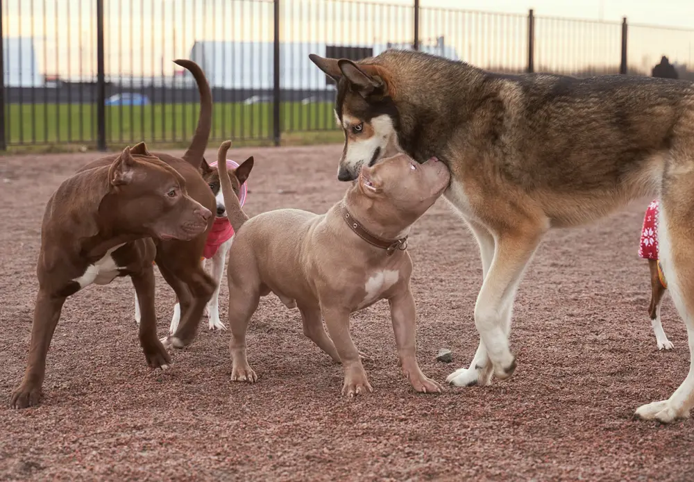 hunde spielen in der hundetagesstätte bielefeld