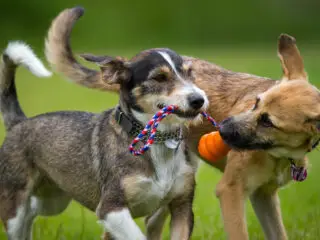 Hunde spielen in der Hundepension Ahrensburg