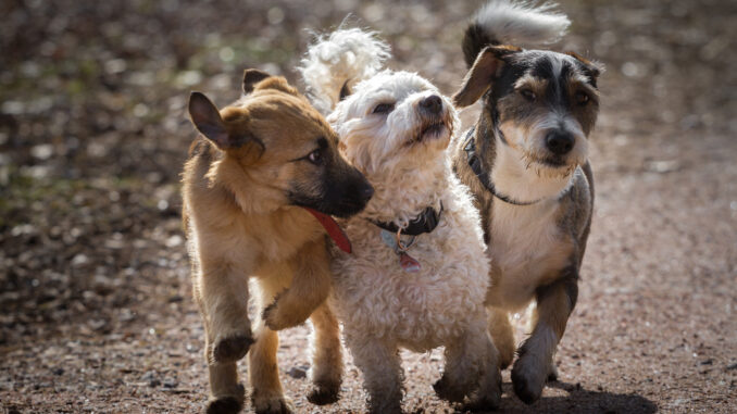 3 kleine Hunde in der Hundepension Elsdorf