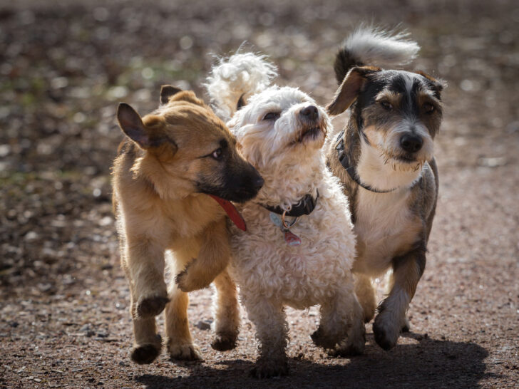 Die 7 besten Hundepensionen in Elsdorf und Umgebung