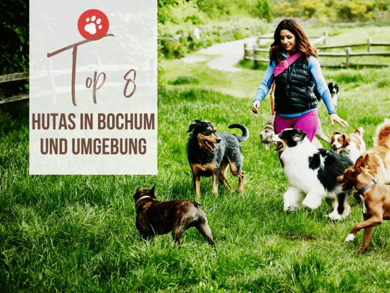 Die 8 besten Hundetagesstätten in Bochum und Umgebung