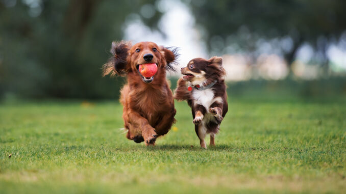 Zwei Hunde spielen in der Hundetagesstätte Darmstadt Zwei Hunde spielen in der Hundetagesstätte Darmstadt
