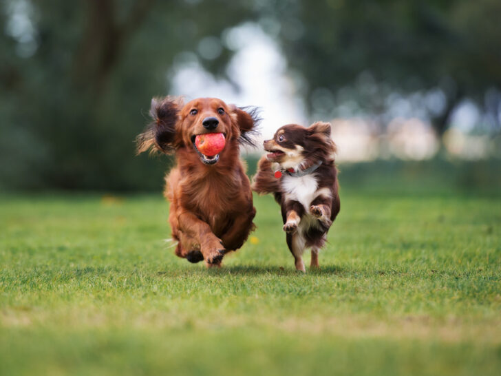 Die 8 besten Hundetagesstätten in Darmstadt und Umgebung