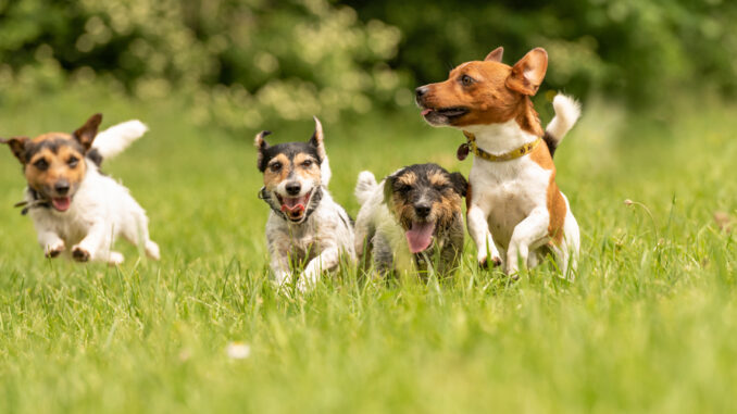 A pack of small Jack Russell Terrier are running and playing tog