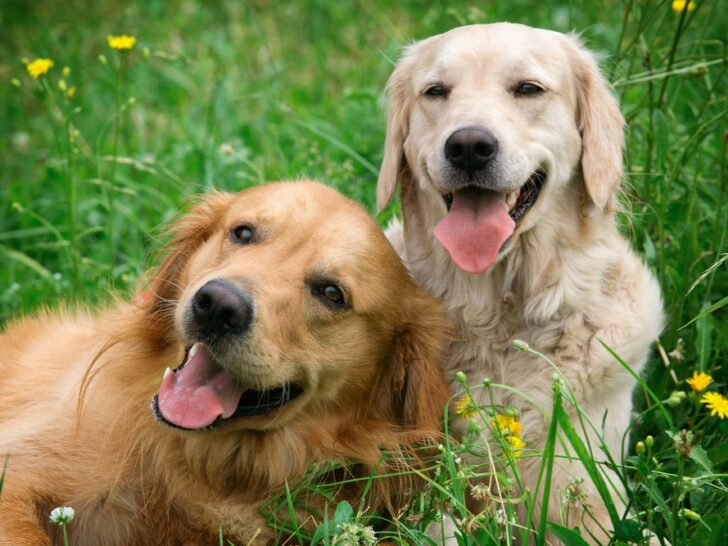 Die 9 besten Hundetagesstätten in Münster und Umgebung