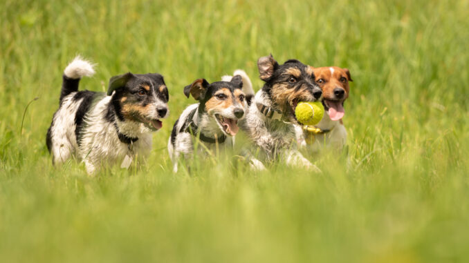 Ein Rudel spielt auf der Wiese der Hundetagesstätte Neuss
