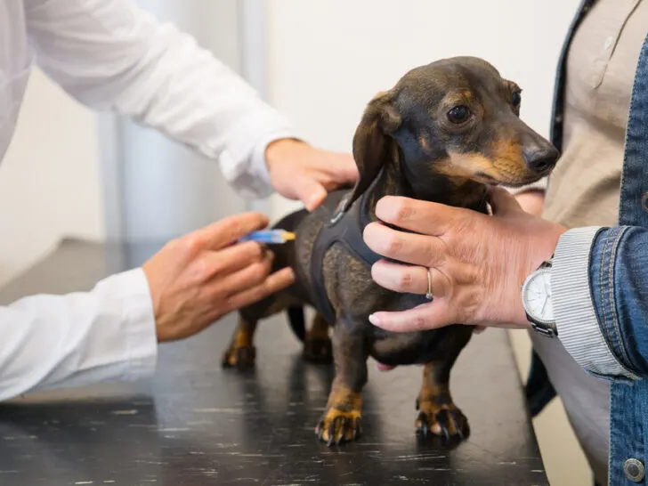 Pilzimpfung beim Hund: wie sie funktioniert und ob sie für dich sinnvoll ist