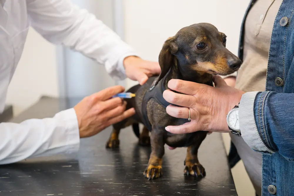 Pilzimpfung beim Hund: wie sie funktioniert und ob sie für dich sinnvoll ist