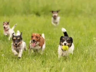 Viele Hunde spielen in der Hundepension Herford