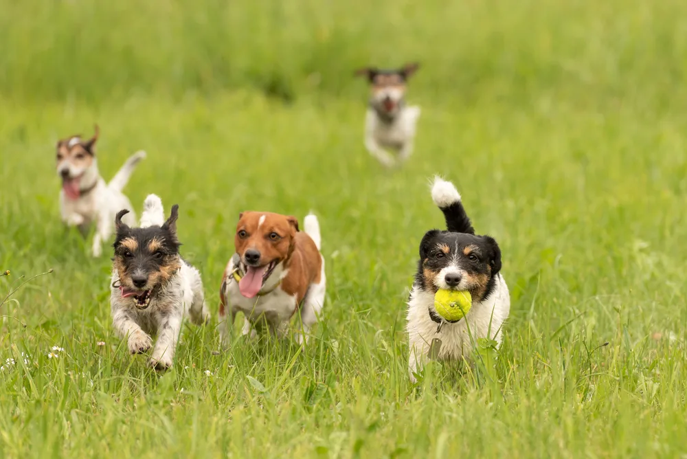 Viele Hunde spielen in der Hundepension Herford