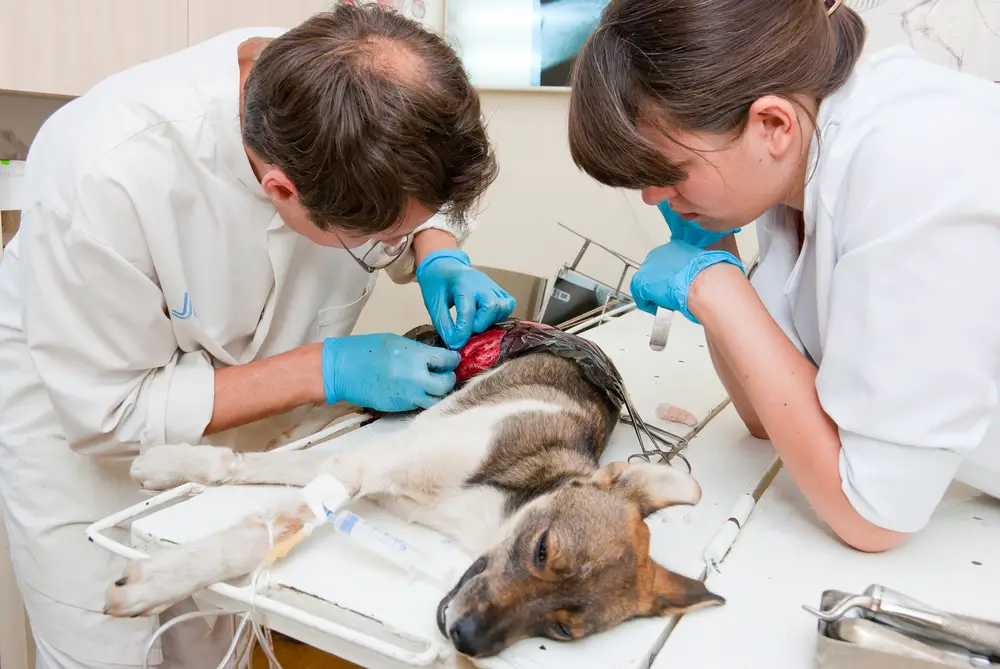 Tierarzt operiert einen Hund
