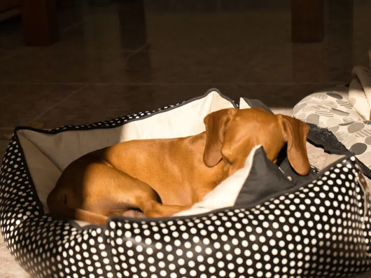 Dein Hund pinkelt auf seinen Schlafplatz? 6 Gründe und was Du dagegen tun kannst