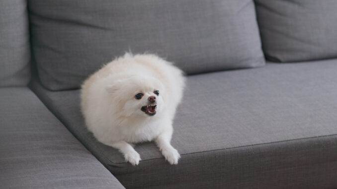 Hund Bellt Mich An Wenn Ich Nein Sage Hundeerziehung - Bellos Reich